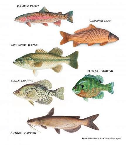 The Absolute Beginner’s Guide to Fishing .